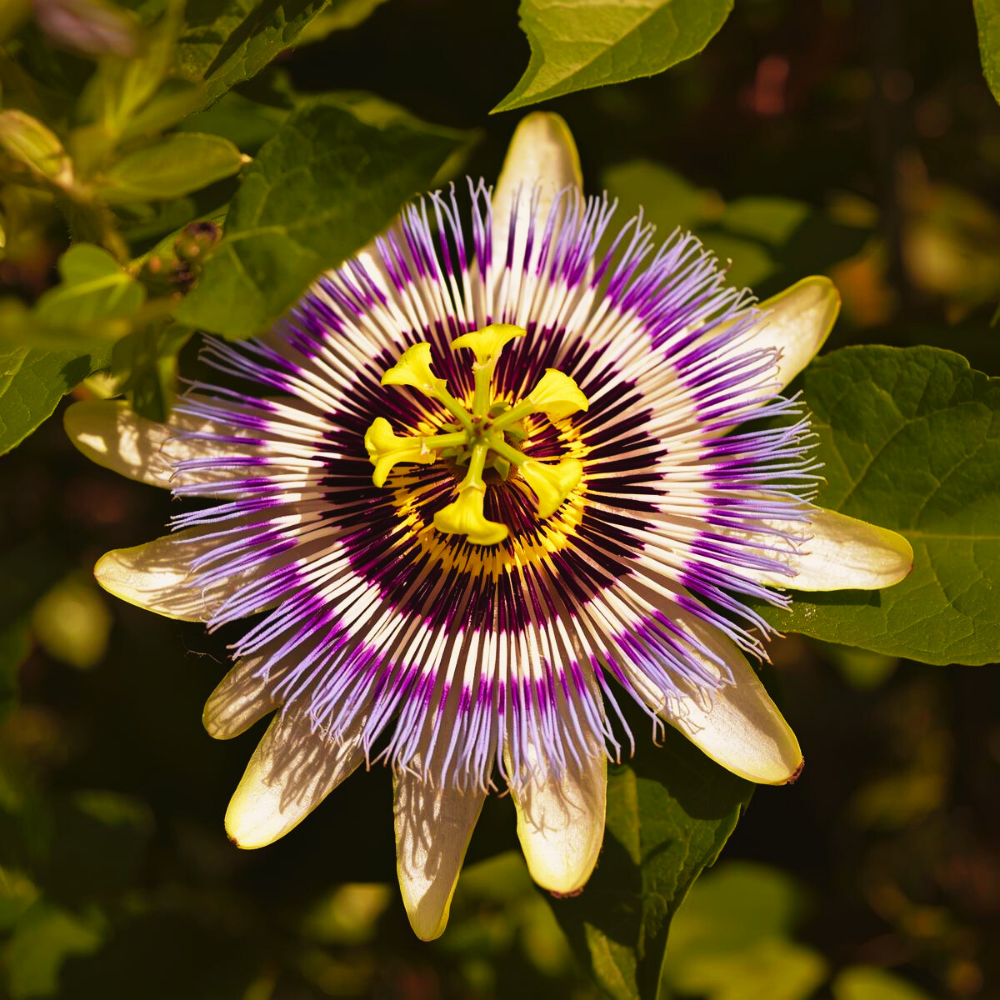 Passiebloem (Passiflora Incarnata) 