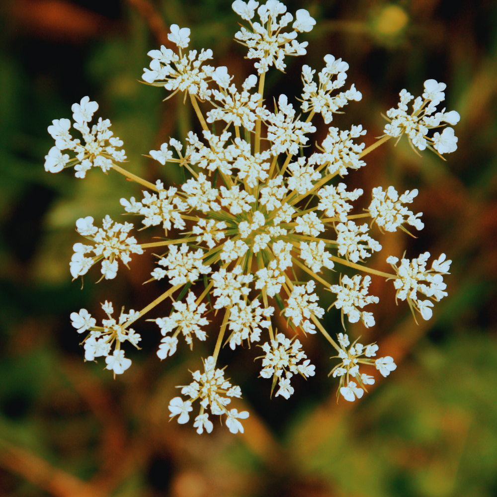 Valeriaan (Valeriana Officinalis)