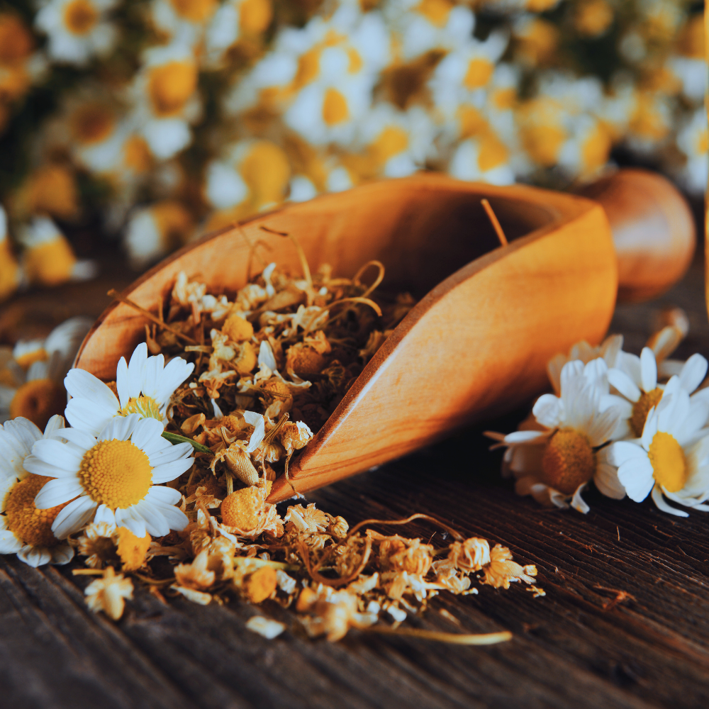 Kamille (Matricaria Recutita)